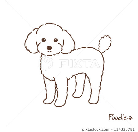 Hand-drawn toy poodle line drawing_vector illustration 134323791