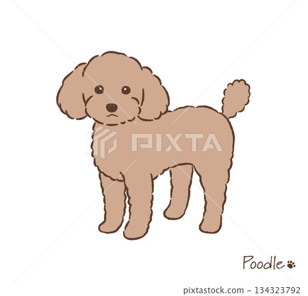 手繪玩具貴賓犬向量圖 134323792