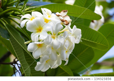 White Frangipani flower Plumeria alba with green leaves 134323856