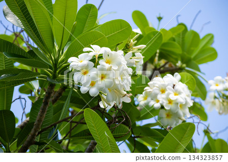 White Frangipani flower Plumeria alba with green leaves 134323857