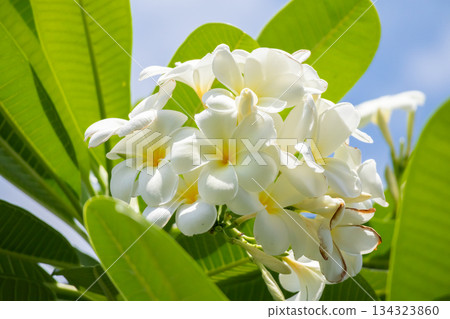 White Frangipani flower Plumeria alba with green leaves White Frangipani flower Plumeria alba with green leaves 134323860
