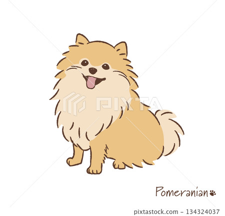 Hand-drawn Pomeranian_Vector illustration 134324037