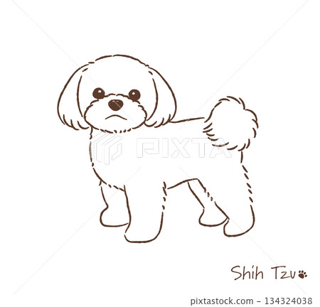 Hand-drawn Shih Tzu line drawing_vector illustration 134324038