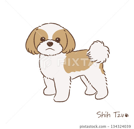 Hand-drawn Shih Tzu_Gold & White_Vector illustration 134324039