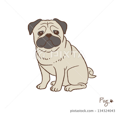 Hand-drawn pug vector illustration 134324043