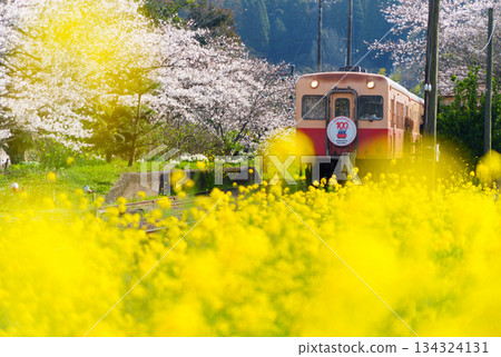 Kominato鐵路春天 134324131