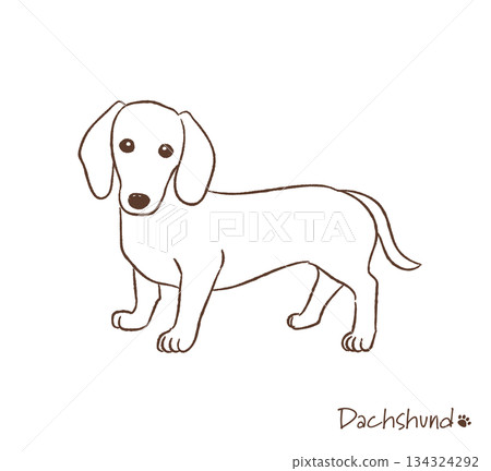 Hand-drawn dachshund line drawing_vector illustration 134324292