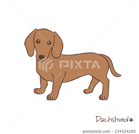 Hand-drawn dachshund vector illustration 134324293