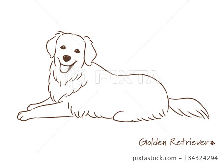 Hand-drawn golden retriever line drawing_vector illustration 134324294
