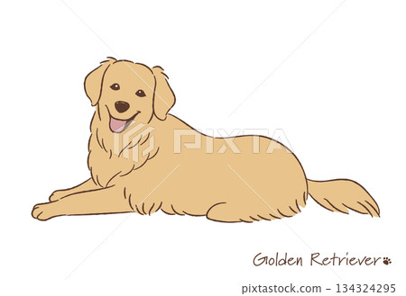 Hand-drawn golden retriever line drawing_vector illustration Hand-drawn golden retriever line drawing_vector illustration 134324295