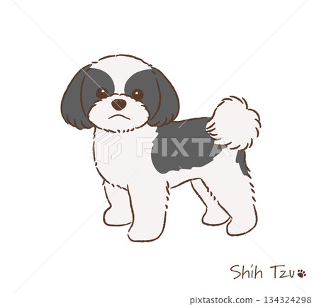 Hand-drawn Shih Tzu line drawing_Black and white_Vector illustration 134324298