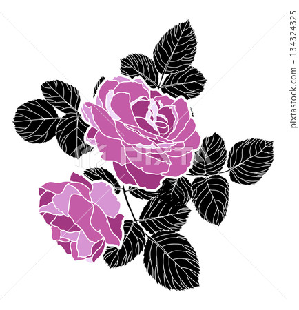 Pink Roses With Silhouette Leaves Illustration 134324325
