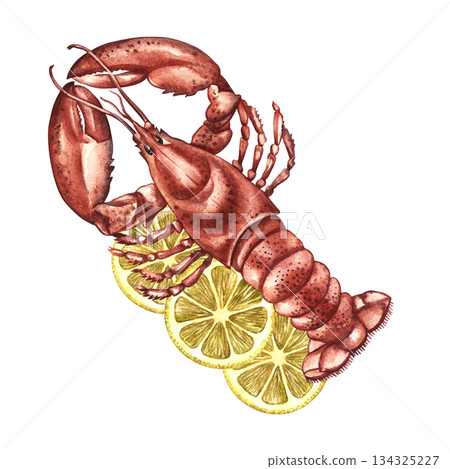 Boiled lobster with lemon. Hand-drawn watercolor illustration. Colorful image of a seafood dish. Perfect for menu design, recipe books, packaging, labels, and more. 134325227
