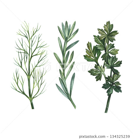 A set of aromatic herbs. Hand-drawn watercolor illustration of dill, parsley, and rosemary. Perfect for menu design, recipe books, packaging, labels, and more. 134325239