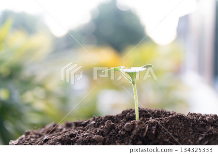 Macro focus of small pumpkin sprouting with visible water droplet Macro focus of small pumpkin sprouting with visible water droplet 134325333