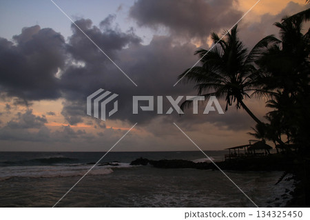 Outline of a coco palm at sunset, Bara Beach, Galle, Sri Lanka. Outline of a coco palm at sunset, Bara Beach, Galle, Sri Lanka. 134325450
