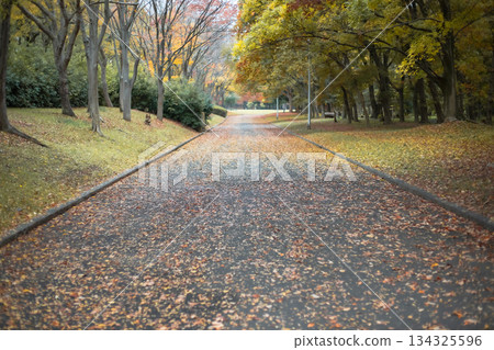 Colorful fallen leaves road Colorful fallen leaves road 134325596