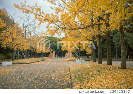 變成紅色的銀杏 變成紅色的銀杏 134325597
