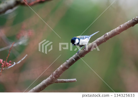 一隻大山雀棲息在樹枝上，環顧四周。 134325633