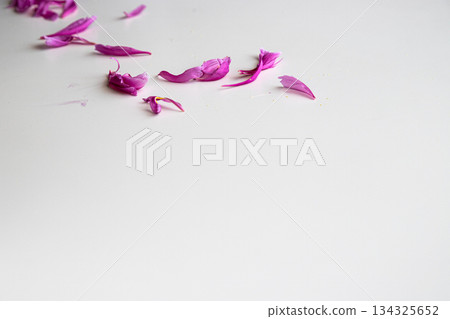 散落的牡丹花瓣 散落的牡丹花瓣 134325652