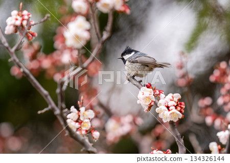 A coal tit perched on the branch of a plum tree searching for food A coal tit perched on the branch of a plum tree searching for food 134326144