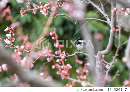 A coal tit perched on the branch of a plum tree searching for food 134326147