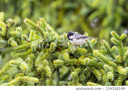 A coal tit perched on a pine tree searching for food A coal tit perched on a pine tree searching for food 134326149
