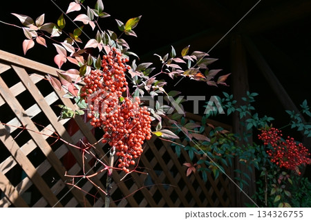 Bright red berries of Nandina Bright red berries of Nandina 134326755
