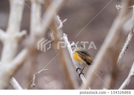 A blue-and-white flycatcher perched on a tree branch, observing its surroundings 134326868
