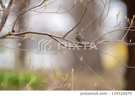 A blue-and-white flycatcher perched on a tree branch, observing its surroundings A blue-and-white flycatcher perched on a tree branch, observing its surroundings 134326870