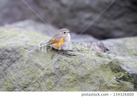 一隻藍白鶲棲息在岩石上，觀察著周圍的環境。 134326880