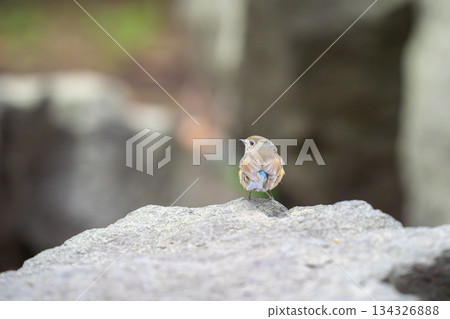 A Blue-and-white flycatcher perched on a rock, observing its surroundings A Blue-and-white flycatcher perched on a rock, observing its surroundings 134326888