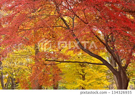 The beauty of late autumn The beauty of late autumn 134326935