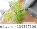 Stylish and modern houseplants 134327100