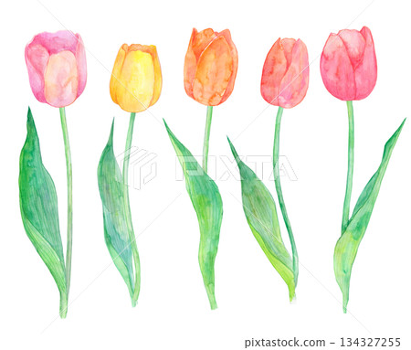 Illustration of tulips drawn in watercolor 134327255