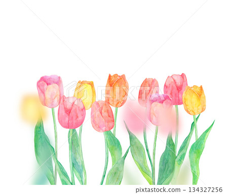 Illustration of tulips drawn in watercolor 134327256
