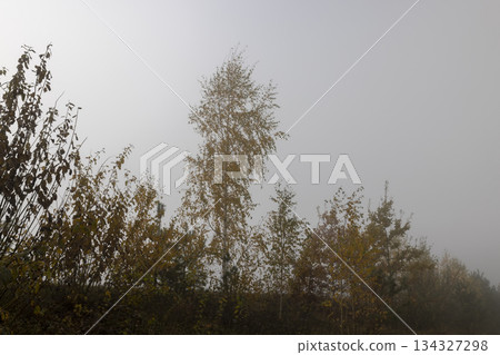 yellow foliage on a birch tree in autumn weather in the forest, foggy morning and deciduous birch tree with the last yellow foliage before the fall, foggy weather with thick fog yellow foliage on a birch tree in autumn weather in the forest, foggy morning and deciduous birch tree with the last yellow foliage before the fall, foggy weather with thick fog 134327298