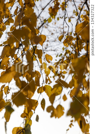 autumn birch foliage against a blue sky background in sunny weather, blue bright sky and bright beautiful orange or yellow birch foliage during autumn leaf fall 134327322