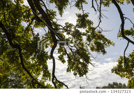 yellow and green oak foliage in sunny autumn , close up, beautiful oak with colorful foliage and blue sky in autumn 134327323