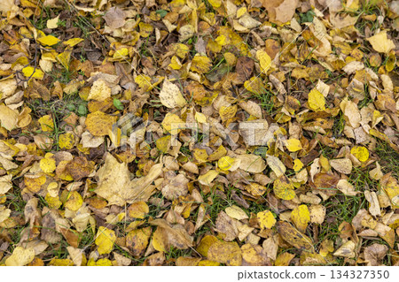 dry maple foliage lying on the ground during leaf fall, late autumn in the park in cloudy weather 134327350