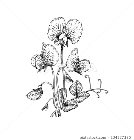 A delicate composition of sweet pea flowers and leaves. Ruffled petals, slender stems, and curling tendrils. Botanical vector illustration painted by black inks. 134327380