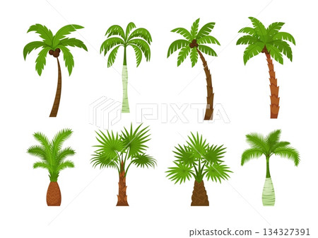Palm trees. A set of various tropical trees with coconuts in cartoon style on a white background. Vector illustration. 134327391