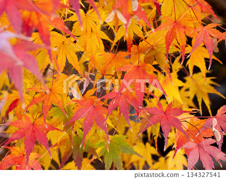 Maple tree with autumn leaves Maple tree with autumn leaves 134327541