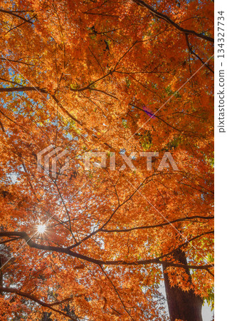 Autumn leaves in full bloom Autumn leaves in full bloom 134327734