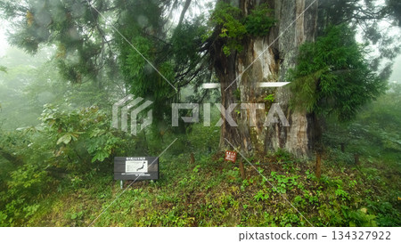 富山縣，下雨天，從巴士車窗望去，立山高原上，仙道杉樹的景色。 134327922