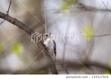 侏儒啄木鳥棲息在樹枝上尋找食物 134327929