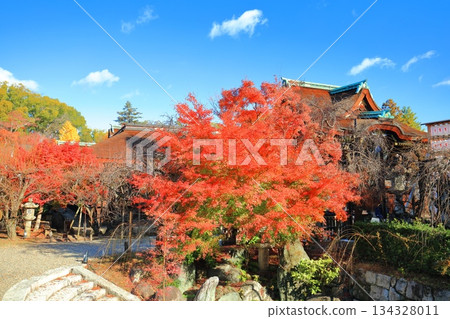 [Kyoto Prefecture] Kitano Tenmangu Shrine's Sankomon Gate and autumn leaves on a clear day 134328011
