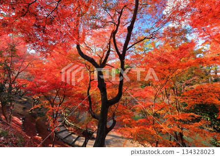 [京都府]北野天滿宮紅葉（紅葉庭園） 134328023