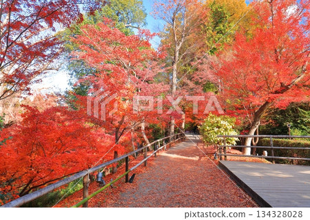 [Kyoto Prefecture] Kitano Tenmangu Shrine Autumn Leaves (Momiji Garden) 134328028