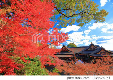 [Kyoto Prefecture] Kitano Tenmangu Shrine's main hall and autumn leaves (Momijien) 134328031